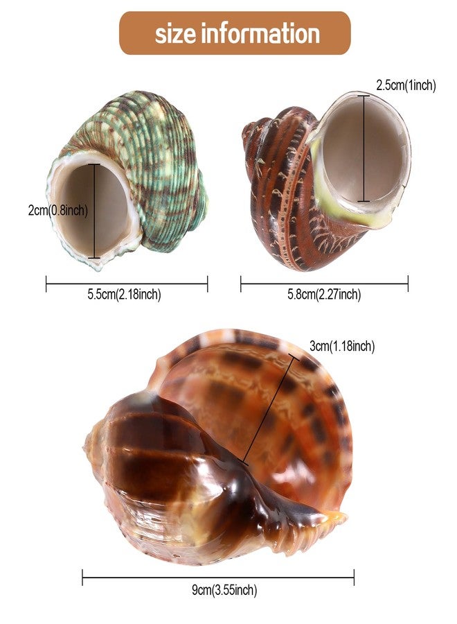 PPCLION 3PCS Natural Hermit Crab Shells Size 2.5" - 4", Opening 1" - 2.5" Hermit Crab Supplies Pearl Turbo Seashell for Décor - Image 2